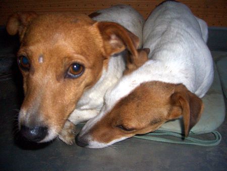 Jack-Russell-Terrier Mutter und Tochter!