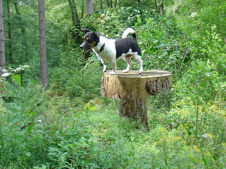 Jack-Russell-Terrier ich der Waldmeister....