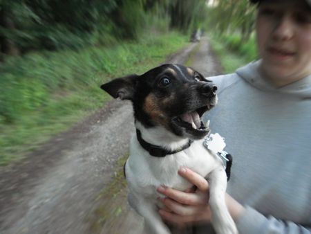 Jack-Russell-Terrier