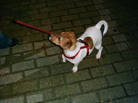 Jack-Russell-Terrier das ist mein pünktchen