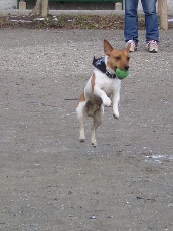 Jack-Russell-Terrier