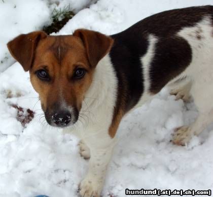 Jack-Russell-Terrier Jamie Winter 2004/05