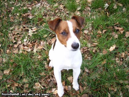 Jack-Russell-Terrier Eddy - mein Süßer!