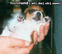 Jack-Russell-Terrier eine Handvoll HUND