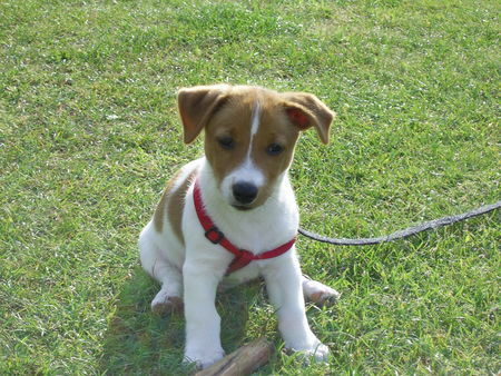 Jack-Russell-Terrier Hallo, das ist unser Finn. Ich wäre für ein paar wertvolle Tips zur Erziehung dankbar. Finn ist 11 Wochen alt und schon stubenrein und durchschlafen tut er schon.