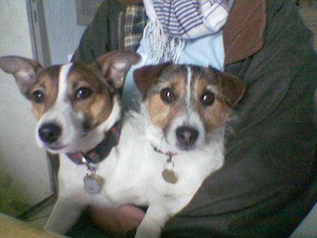 Jack-Russell-Terrier sind wir nicht ein tolles paar?