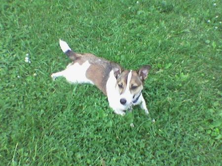 Jack-Russell-Terrier voll super oder?