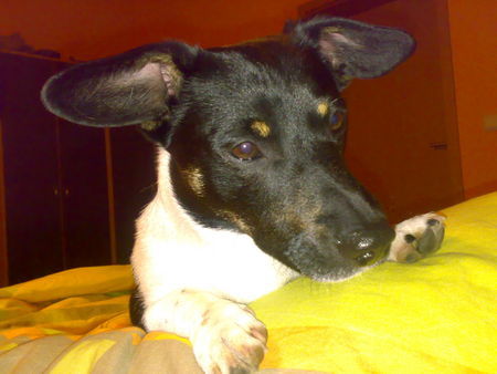 Jack-Russell-Terrier der Carlo kuckt