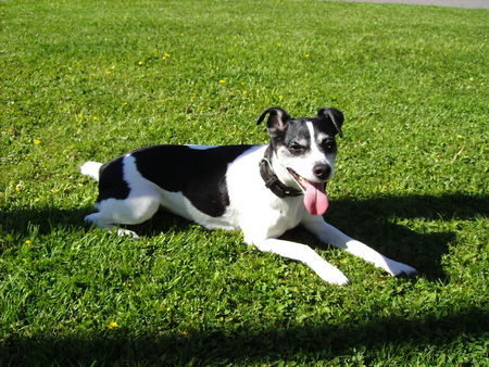 Jack-Russell-Terrier