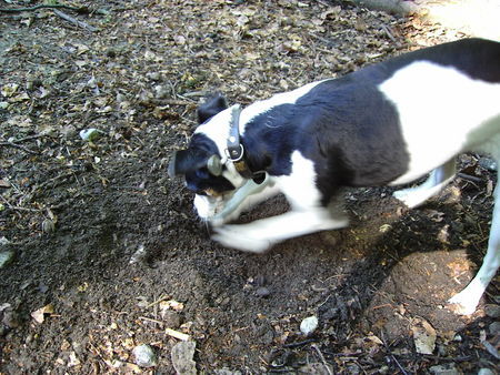 Jack-Russell-Terrier Juhui endlich unfd mein Frauchen merkt es nicht mal