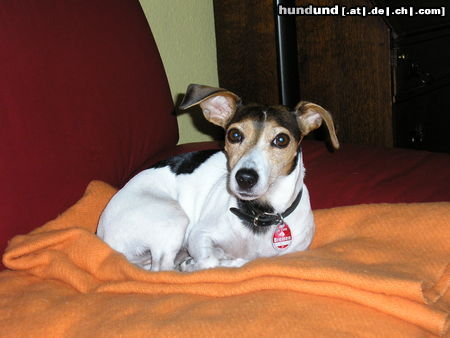 Jack-Russell-Terrier Jeanny