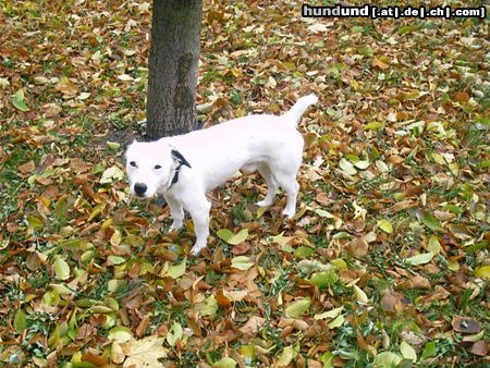 Jack-Russell-Terrier Freki