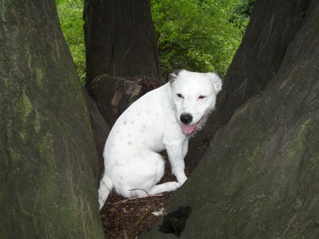 Jack-Russell-Terrier Mein Baumhaus