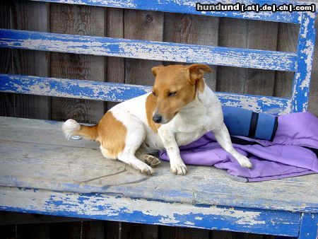 Jack-Russell-Terrier Pause muss sein!