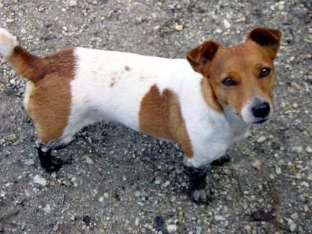 Jack-Russell-Terrier unser schmutziger Fuzzi