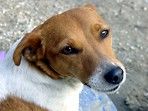 Jack-Russell-Terrier unser Fuzzi