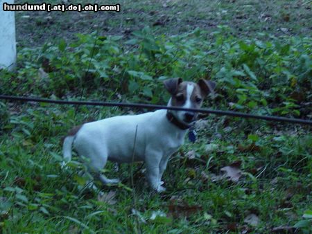 Jack-Russell-Terrier Mein Schatz Gina