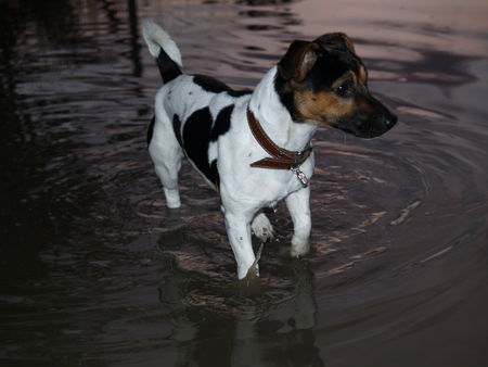 Jack-Russell-Terrier Gonzo abends in der Pfütze