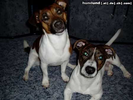 Jack-Russell-Terrier Goofy und Schröder aus Hamburg