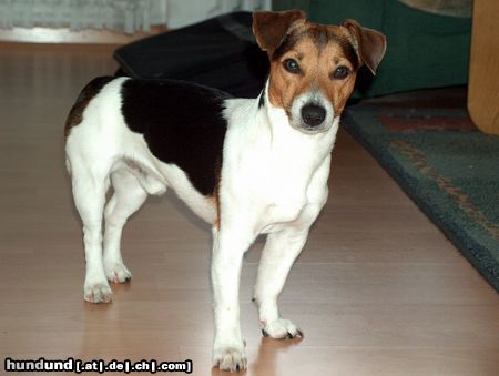 Jack-Russell-Terrier Lucky 23 Monate