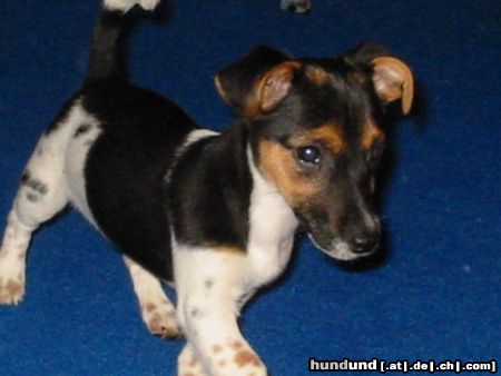 Jack-Russell-Terrier Das ist Hexe !!! Wie sie stolz dürch Zimmer läuft.