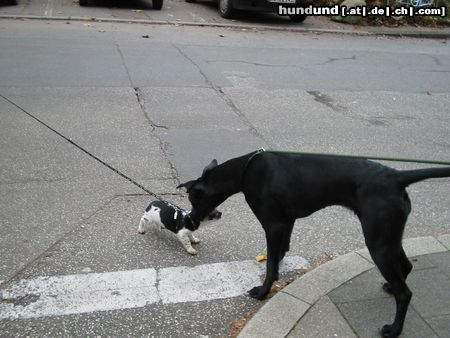 Jack-Russell-Terrier Das ist Hexe  mit Coco