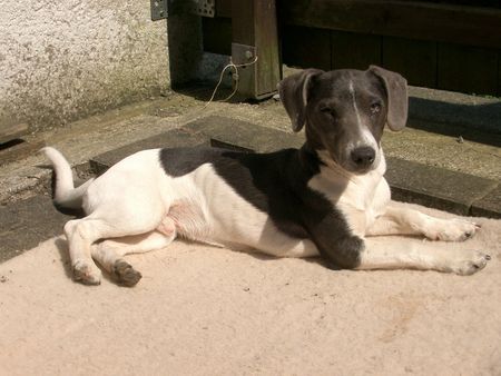 Jack-Russell-Terrier Damon