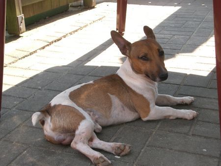 Jack-Russell-Terrier Odie