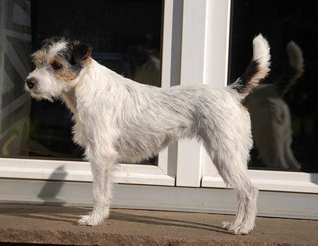 Jack-Russell-Terrier Ediz genießt die Sonne