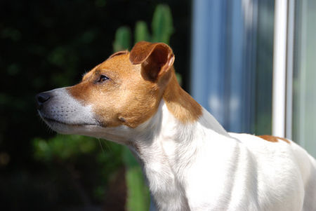 Jack-Russell-Terrier Ediz genießt die Sonne