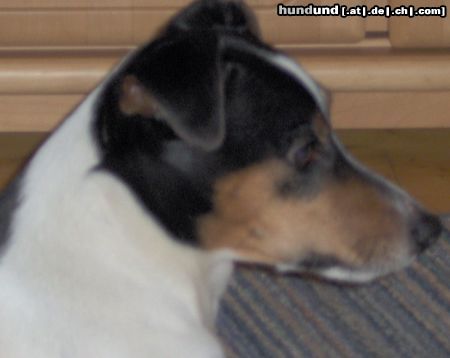 Jack-Russell-Terrier einen lieben gruss aus reutlingen, micha  mit hund --phil