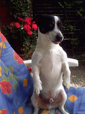 Jack-Russell-Terrier Unser Akrobat