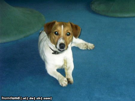 Jack-Russell-Terrier Nora