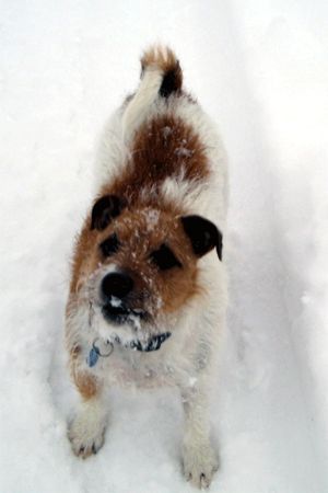 Jack-Russell-Terrier