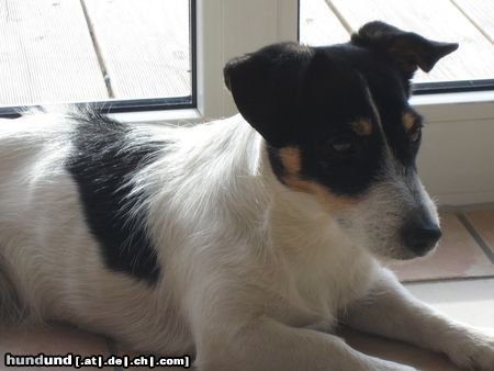 Jack-Russell-Terrier Sally beim sonnen