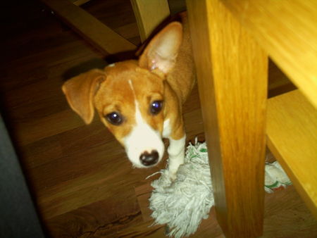 Jack-Russell-Terrier