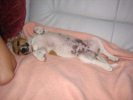 Jack-Russell-Terrier Ne, wat geht's mir gut!!!