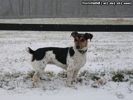 Jack-Russell-Terrier