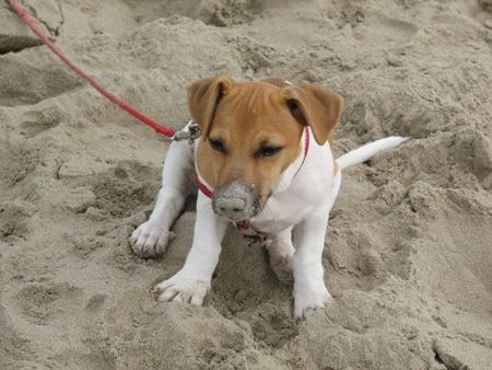 Jack-Russell-Terrier Irgenwo muß der Ball doch sein.....