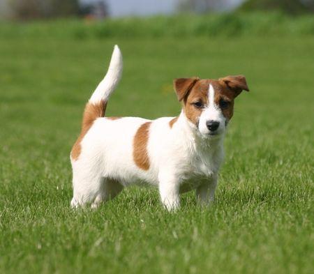 Jack-Russell-Terrier Wer kommt denn da ?