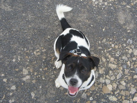 Jack-Russell-Terrier Rübe