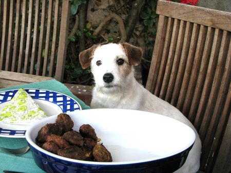 Jack-Russell-Terrier beim tisch