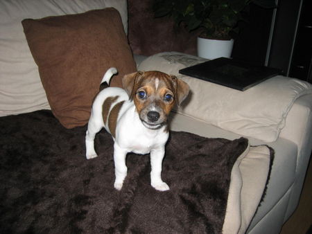 Jack-Russell-Terrier Unser Wirbelwind Naomi mit 2 Monaten