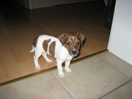 Jack-Russell-Terrier Unsere Naomi 2 Monate