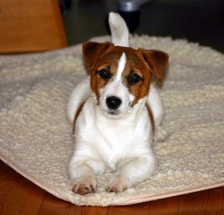 Jack-Russell-Terrier Ein kleiner Schneehase