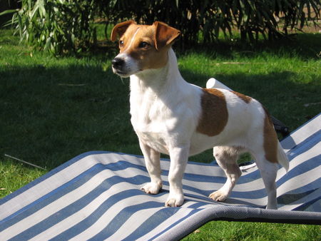 Jack-Russell-Terrier Mica