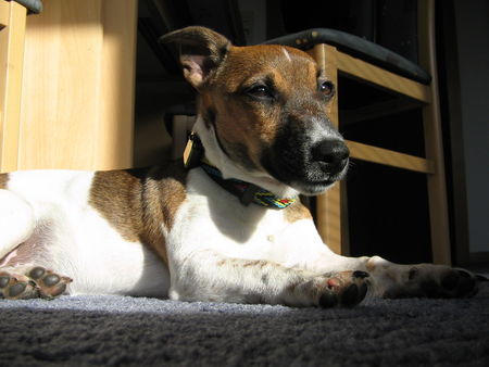 Jack-Russell-Terrier Jack-Russell Dame Luna 11 Monate Alt