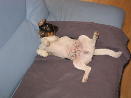 Jack-Russell-Terrier entspannung pur...