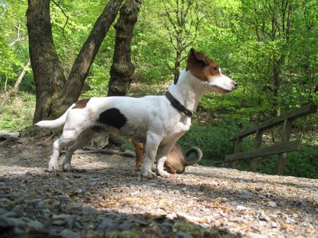 Jack-Russell-Terrier sweent maus