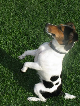 Jack-Russell-Terrier NATA